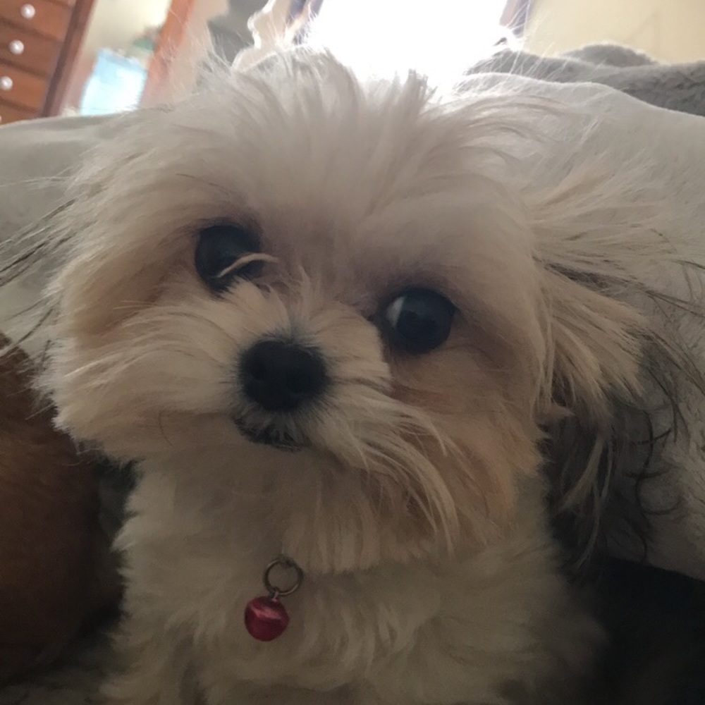 Meet your Posher, Tiffany